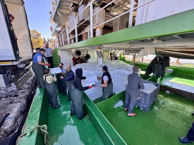 Düzce Akçakoca'da balıkçılar, rüzgar dinince palamudu İstanbul ve Ankara'ya gönderdi