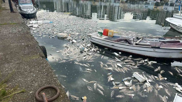 Rize Pazar'da denize dökülen ezilmiş palamutlar koku ve deniz kirliliğine yol açtı