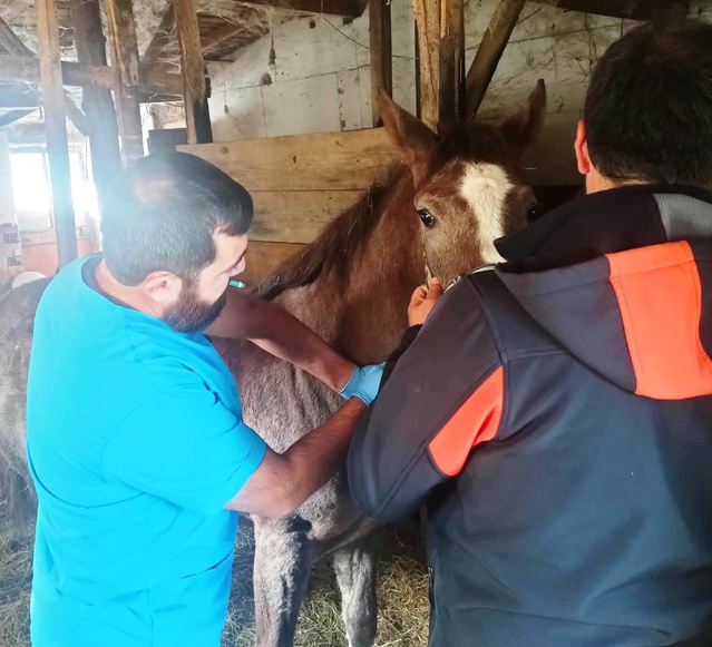 Kütahya'da safkan Arap tayları İl Tarım ve Orman Müdürlüğünce tescillendi
