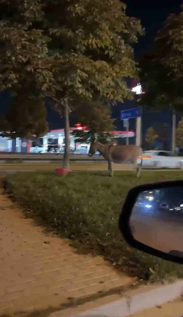 Bursa'da kimliği belirsiz kişi eşeğini İzmir Yolu Caddesi'nde ağaca bağlayıp ayrıldı