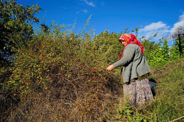 Gümüşhane'de 27 kuşburnu türünün 17'si yetişiyor, marmelat mesaisi sürüyor