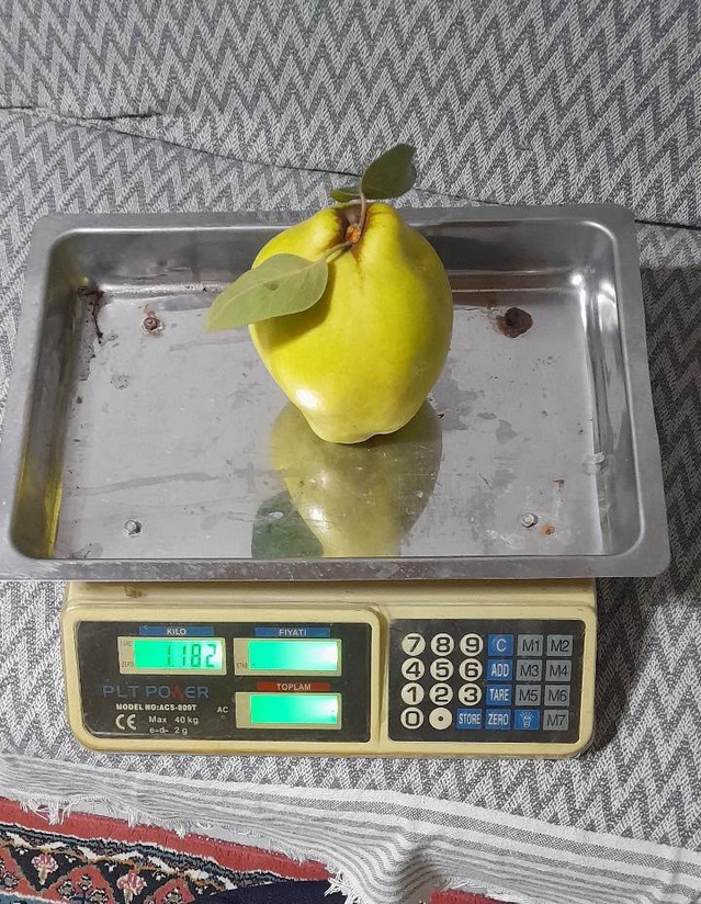 Sakarya Geyve'de iki coğrafi işaretli ayva 1 kilo 876 gram olarak tartıldı