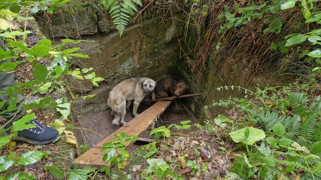 Kastamonu Bozkurt'ta foseptik çukuruna düşen 2 köpek ekip çalışmasıyla kurtarıldı