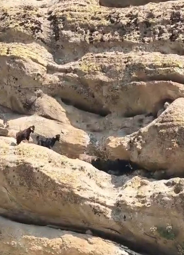 Tunceli'de 70 metrede mahsur kalan keçilere amatör dağcılar ulaştı