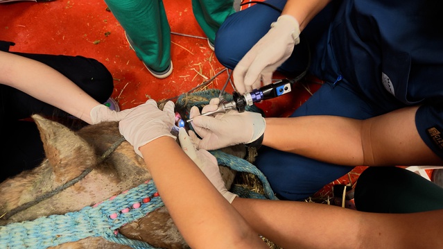 Retinada sorun saptanan 7 yaşındaki güreş devesine MAKÜ'de kök hücre tedavisi başladı