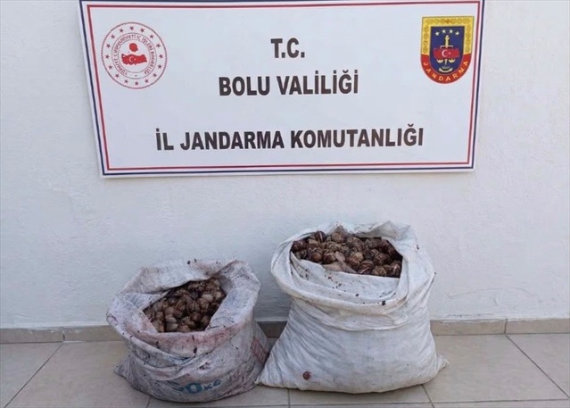 Bolu'da jandarma kontrolünde izinsiz salyangoz toplayan 2 kişiye idari işlem yapıldı