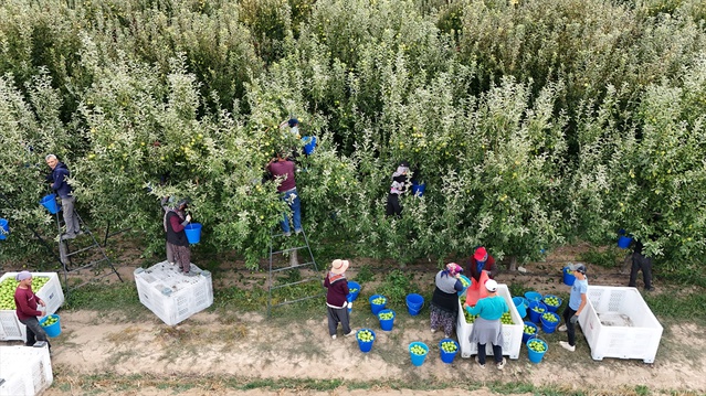 Karaman'da günlük 15 bin ton elma hasadı yapılıyor, 700 bin ton rekolte bekleniyor