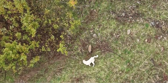 Muş'ta çoban köpeği ile porsuğun mücadelesi dron kamerasına belgesel gibi yansıdı