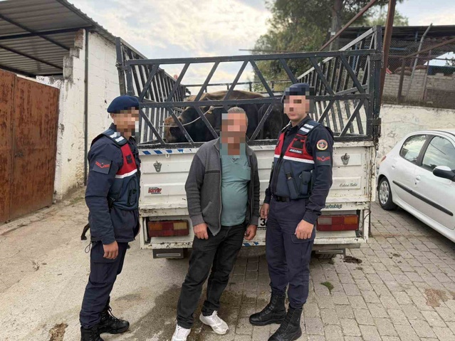 Aydın'da çalıntı 4 büyükbaş hayvanı 237 bin TL'ye satan şüpheli tutuklandı