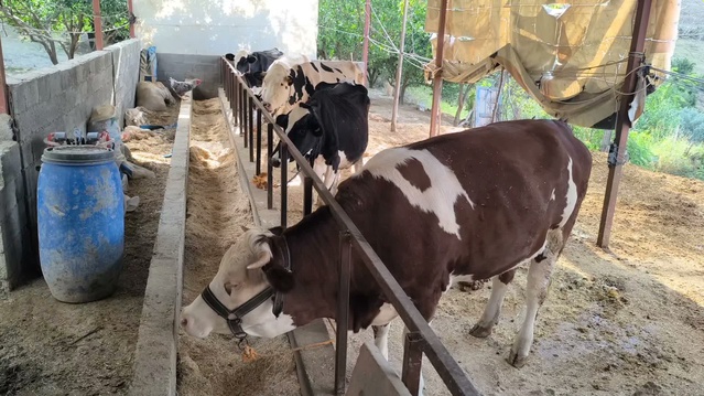Osmaniye Sumbas'ta süt üreticileri yem maliyeti nedeniyle fiyat artışı istedi