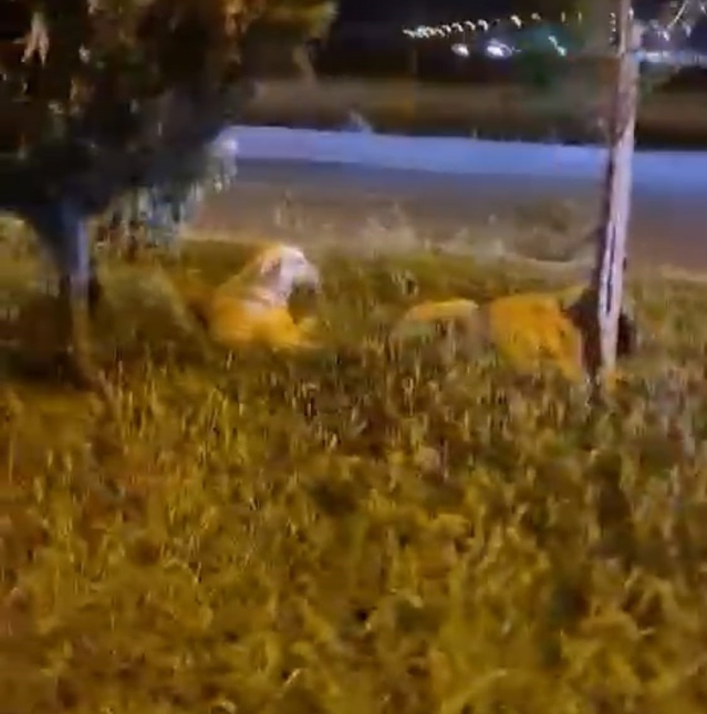 Sokak köpeklerinin saldırmadığını anlatırken kendini kaydeden koşucuya iki köpek saldırdı
