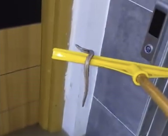 Sağanakta su basan Arnavutköy'deki bodrumda yılanı gören vatandaşlar çek pasla çıkardı
