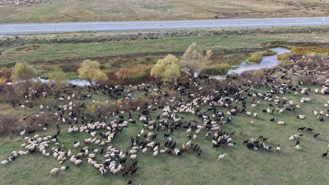 Van ve Bitlis'te yaklaşık 6 ay kalan göçerler, binlerce küçükbaşla Siirt'e dönüyor