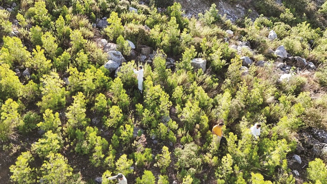 Gazipaşa'da çam kese böceği yumurta koçanları larva dönemi öncesinde toplanıyor