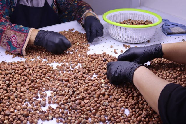 Ordu'da üreticiler fındığını satmak yerine Ünye'deki tesiste işletiyor