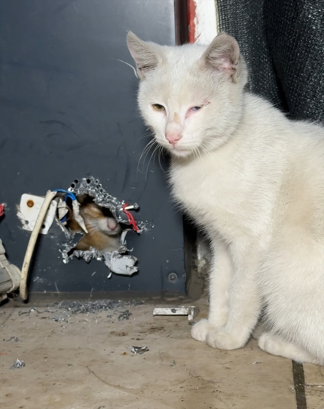 Düzce'de panoda mahsur kalan kedi yavrusu yarım saatlik çalışmayla kurtarıldı