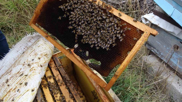 Yozgat Sorgun'da kenevir yanındaki arılara varroa ilacı verilmeden bal üretildi