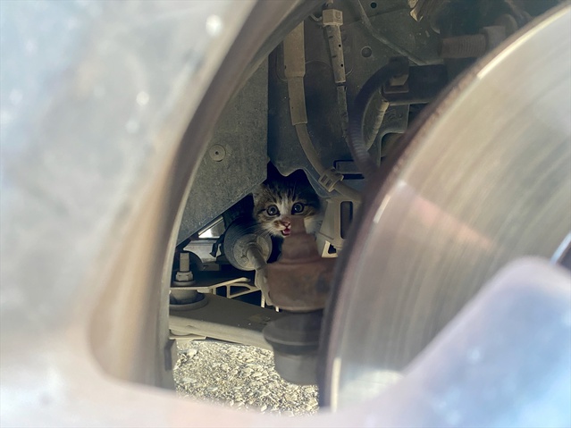Düzce'de otomobil motoruna sıkışan kedi yavrusu itfaiye ekiplerince kurtarıldı