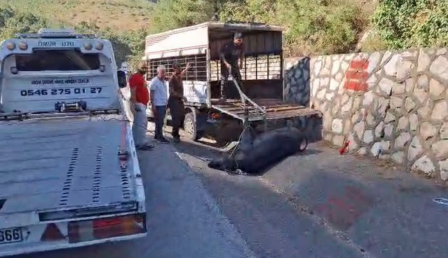 Mersin Tarsus'ta kamyonetten düşen büyükbaş hayvanı jandarma iki kez bayılttı