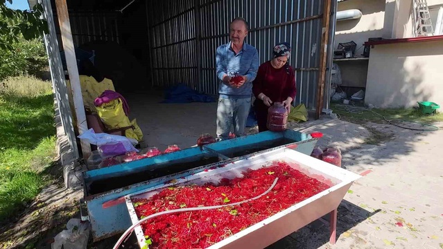 Dere kenarlarında yetişiyor! Toplayıp 1000 liraya satıyor