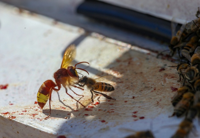 Diyarbakır Çüngüş'te arıcı, 200 kovanını eşek arılarından bekçi arılarla koruyor