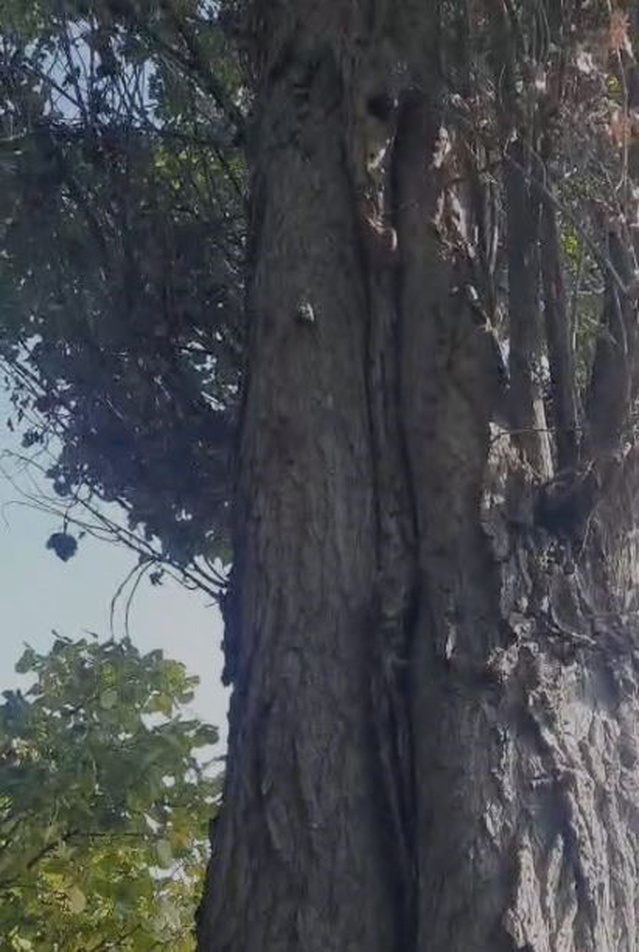 Elazığ'da iki sincabın ceviz kavgasını Levent Göksun karı koca tartışmasına benzetti