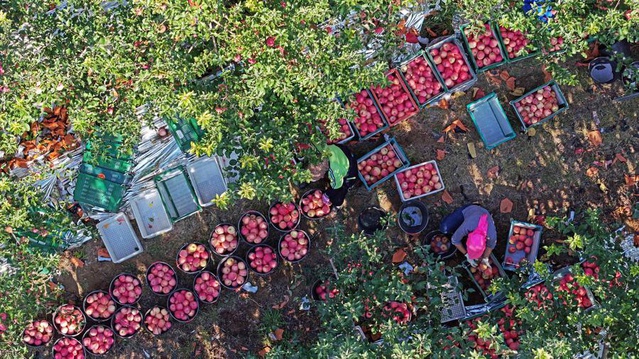 Çin'de Shapotou'da kuraklığa dayanıklı elma hasadının 144 bin tonu bulması bekleniyor