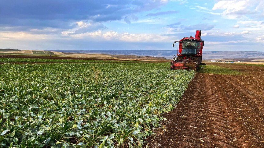Pancar üreticisi çiftçilerin hesaplarına 5'inci avans ödemeleri aktarıldı