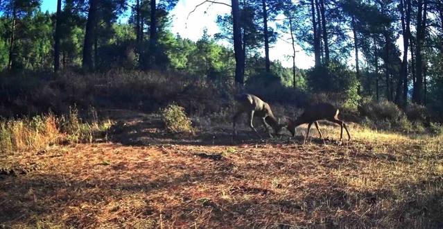Tekirdağ Ganos'ta fotokapanlar iki karacanın boynuz boynuza mücadelesini kaydetti
