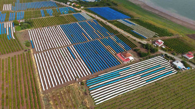 Elazığ'da Ağın Beyazı üzümü hasadı sürüyor, 80 bin ton rekolte hedefleniyor