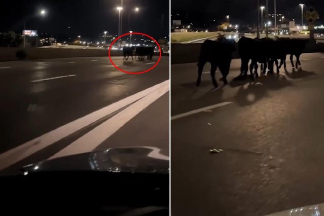 Tır köprüden uçtu! Şehir bir anda ineklerle doldu
