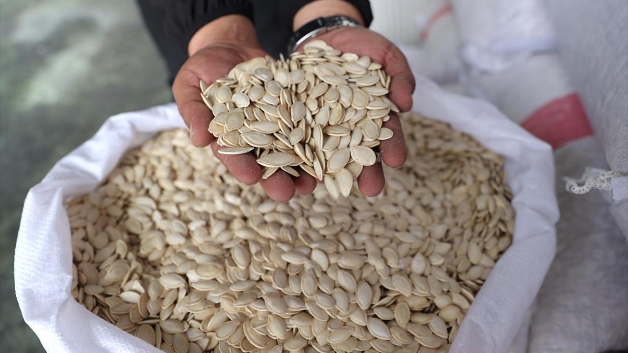 Coğrafi işaret tescilli kabak çekirdeğinin üretim alanı arttı