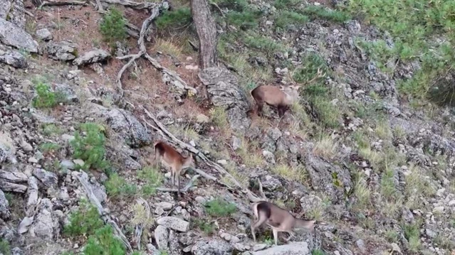 DKMP, Akdağ'da kızıl geyik envanterini termal dronlarla sürdürüyor