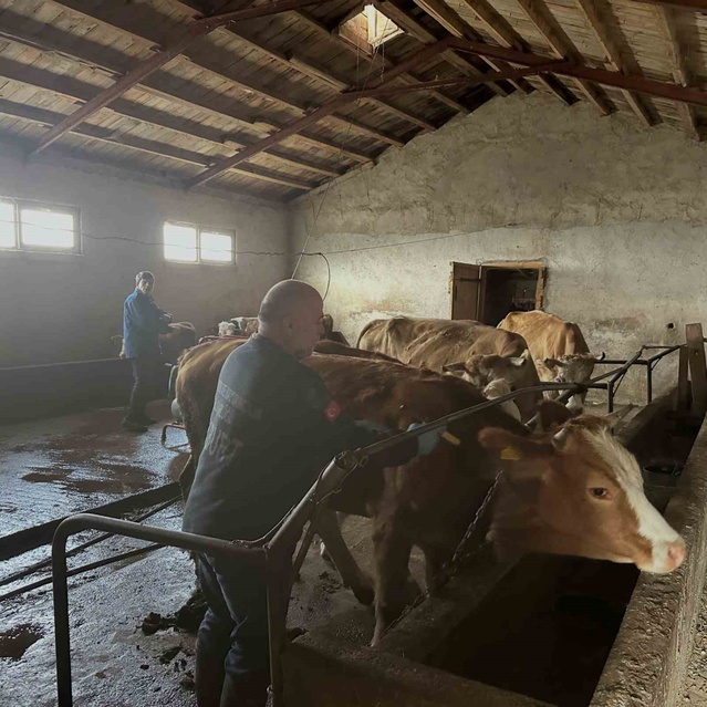 Aydıntepe'de büyükbaşlara şap aşısı yapıldı, uygulama 13 köye ulaştı