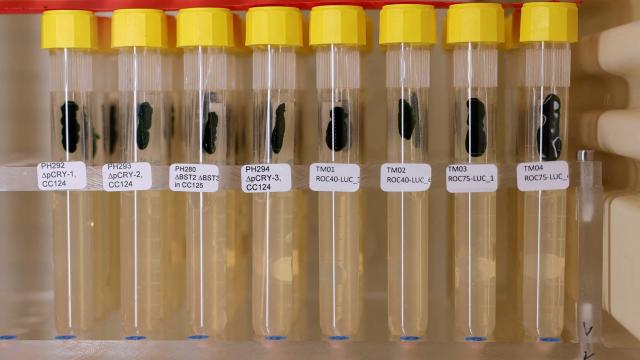 Beynin sırlarını çözen küçücük yosun Nobeli kazandırdı