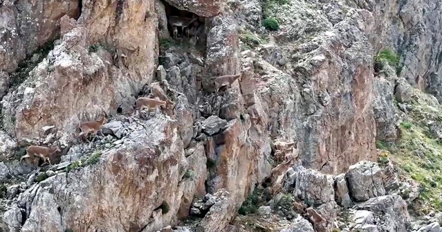 Erzincan'da yaban keçileri dronla görüntülendi, anne keçiler yavrularını emzirdi