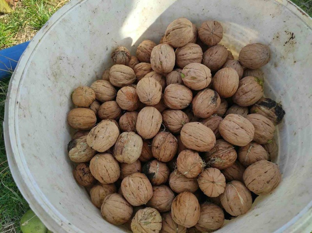 Sason'da ceviz hasadı başladı, dönümden ortalama 500 kilogram ürün çıkıyor