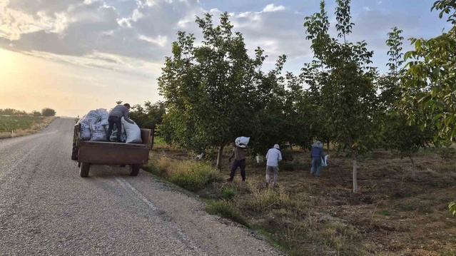 Konya'da ceviz üreticileri hasada başladı, kilogramı 250-300 liradan alıcı buluyor