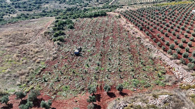 Hatay Altınözü'nde 30 kiloluk beyaz kabak hasadı yağış nedeniyle 15-20 gün gecikti