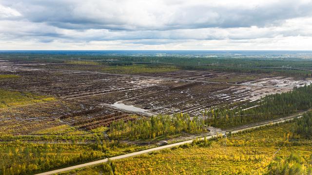 Finlandiya Google'ın veri merkezi alanı için orman temizlemesine cezai soruşturma başlattı