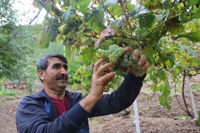 Adana Saimbeyli'de 300 kilo üzümden 50-60 kilo pekmez elde edilmesi hedefleniyor
