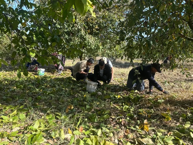 Bilecik Yenipazar'da Kaymakam Polat ceviz hasadına katıldı, üreticilerle sohbet etti