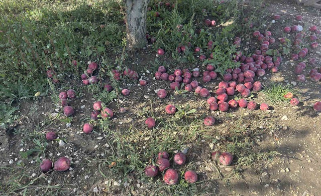 Elmalı'da elma üreticileri 5 TL'den meyve suyuna giden mahsul için çözüm bekliyor