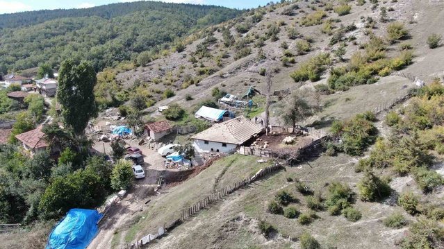 Kastamonu'da ağıla giren kurtlar 55 koyundan 18'ini telef etti, 11'ini ağır yaraladı