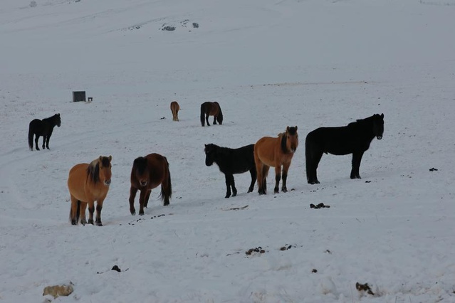 Moğolistan Çevre Bakanlığı toprakların en az yüzde 83'ünde dzud riski saptadı