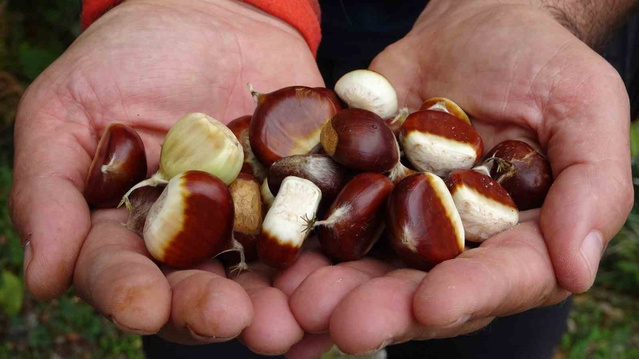 Kastamonu'da kuzu kestanesi toplanıyor, kilosu 250-350 TL'den alıcı buluyor