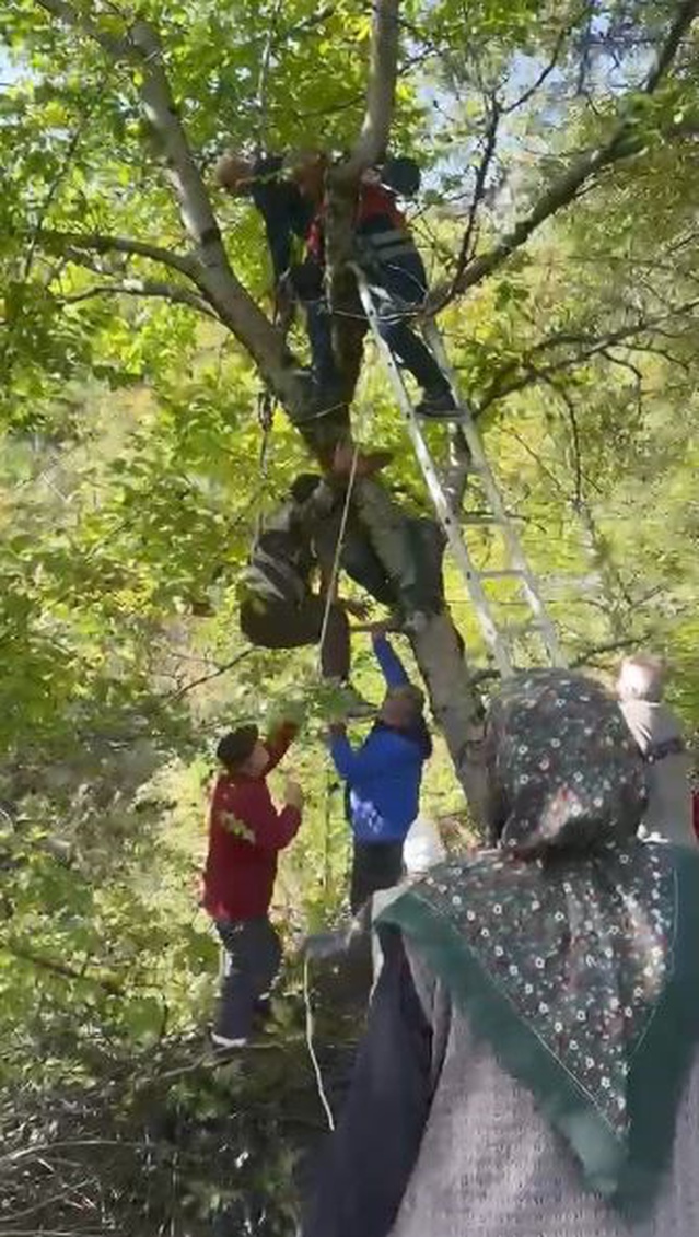 Artvin Şavşat'ta ceviz toplarken ağaçta mahsur kalan 63 yaşındaki şahıs kurtarıldı