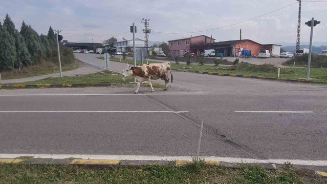 Zonguldak Çaycuma'da başıboş hayvanlar 3 araçlı kazanın ardından yine tehlike saçıyor