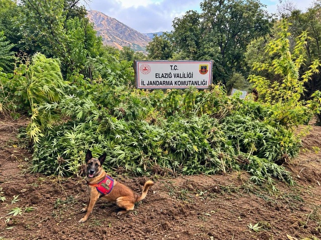 Elazığ'da bin 256 kök kenevir ele geçirilen operasyonda 3 şüpheli tutuklandı