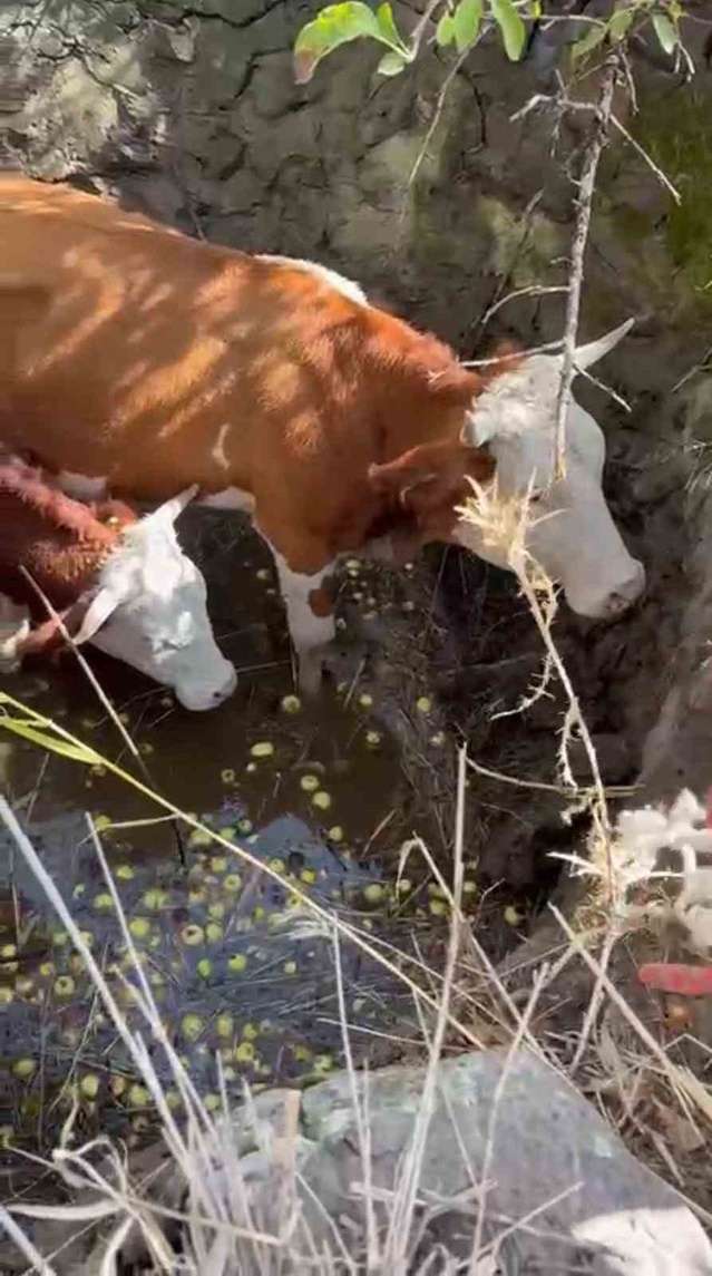 Bingöl Gültepesi'nde çukura düşen 2 inek, itfaiye ve AFAD'ın çalışmasıyla kurtarıldı.